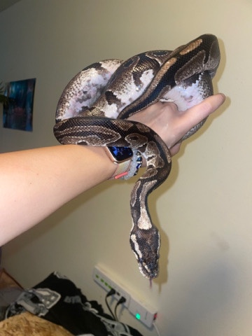 snake – Rehoming hall python