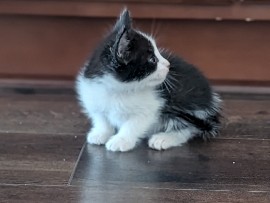 kittens – Auburn