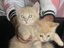 Baby Kittys – Kent