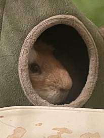 Any – male ****** pig (he needs to be bought with his brother)