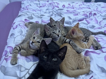 Kittens+Mom – Odessa