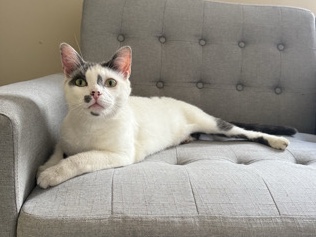 A lovely home for this baby who lose his house – Greenville