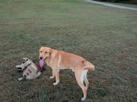 Labrador Retriever – rex – Oaktown