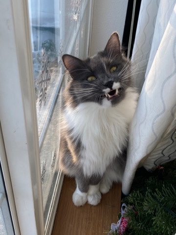 British Longhair – 3 yr old Social British LongHair