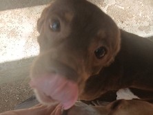 Chihuahua – rehome – Lubbock