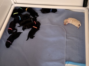 Labrador Retriever – black labs – Highland