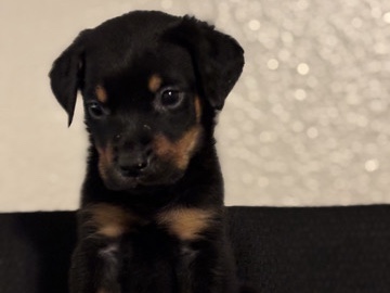 All -  Looking to rehome these beautiful puppies available for adoption in Phoenix