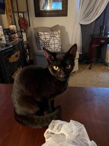 kitten black