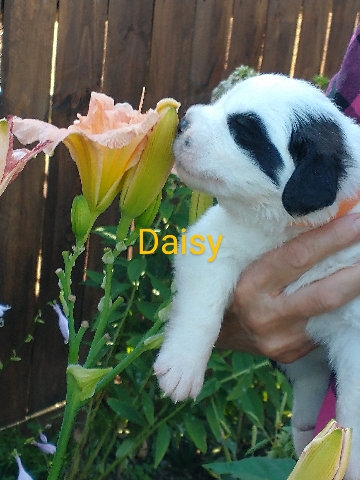 St. Bernard – St Bernard puppies