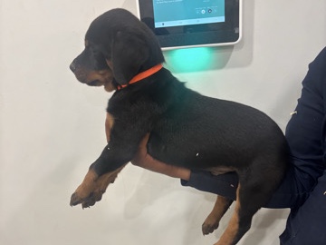Image of Rottweiler