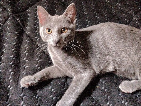 Korat – Cute kitten – Meramec Township