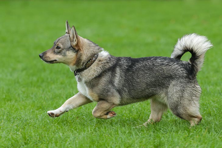 Swedish Vallhund – Chase