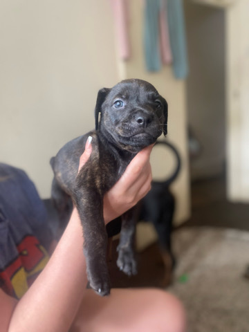 Staffordshire Bull Terrier – mixed breed