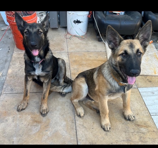 German Shepherd – two pups