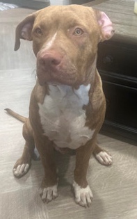 American Pit Bull Terrier – selling a 5 month beautiful pitbull boy