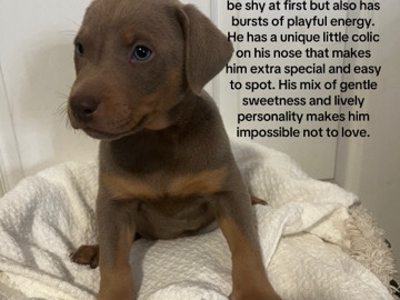 π Ultra-Rare Tri-Color Dober Bullies | Exotic β Michigan City