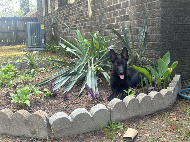 Old German Shepherd Dog – Luna – Ladson