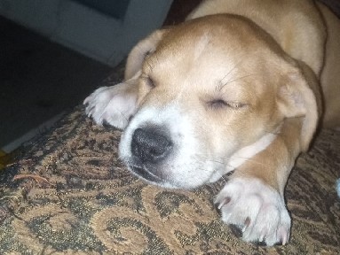 Mixed Breed – Mixed Breed Terrier – Little Rock