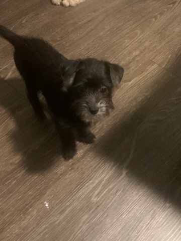 Maltese – 2(FEMALE) Morkies