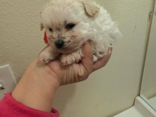 Pomeranian – pomapoo puppies – Highland
