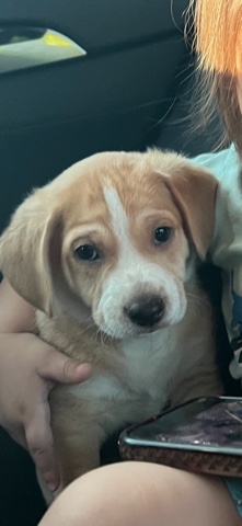 Cocker Spaniel Mixed
