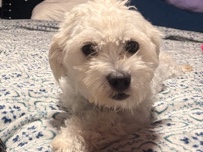 Poodle – Puppy – Leto