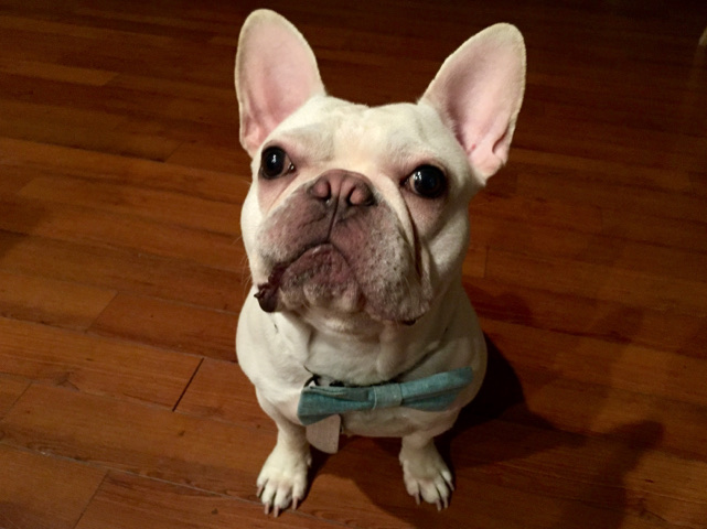 French Bulldog – selling white/cream make French bulldog