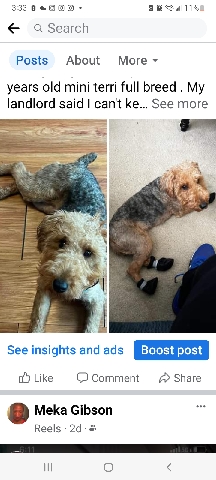 Welsh Terrier – angel