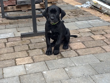 Cane Corso – female cane corso – London