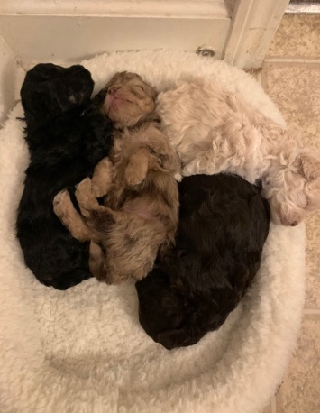 CKC shihpoo puppies