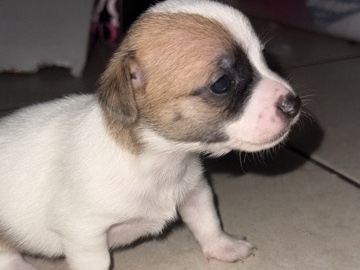 Chihuahua – Puppies Chihuahuas – Miami