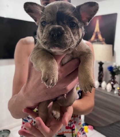 male and female french bulldog for sale