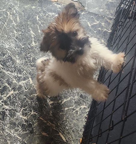 Yorkie poo