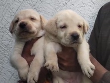 Labrador Retriever – Labrador