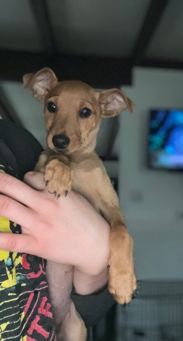 Miniature Pinscher – Miniature pincher/Chihuahua puppies
