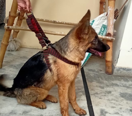 German Shepherd – ***** for sale