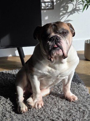 Bulldog - Ludo 8 years old  available for adoption in Manchester