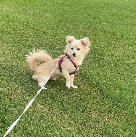 Chihuahua – long hair chihuahua