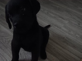Labradoodle – Labrador Welpe – Mannheim