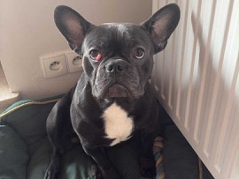 Sprzadam buldoga francuskiego 