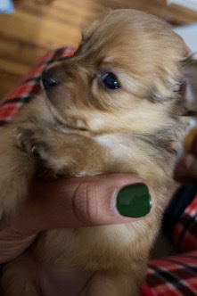 Maltese mix puppy