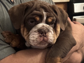 Bulldog -  English bulldog puppy  available for adoption in Los Angeles
