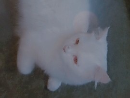 Persian (Modern) – Persian male cat free