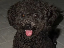 Poodle – poodle dog – Dubai