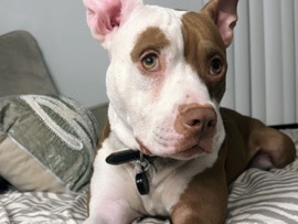 American Pit Bull Terrier – Looking for a loving home! – Miami