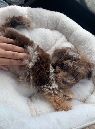 Mini Labradoodle