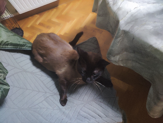 Image of Siamese