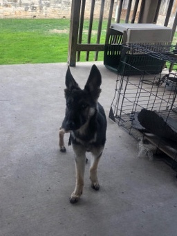 German Shepherd – Free German Shepherds