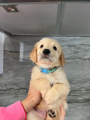 Golden Retriever – golden retriever puppies