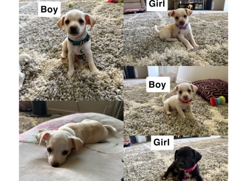 Chihuahua – Chihuahua puppies – Clovis